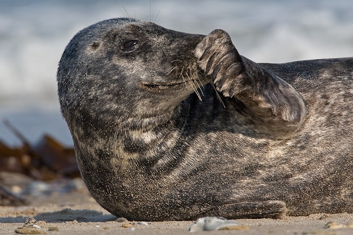 Kegelrobbe Halichoerus grypus